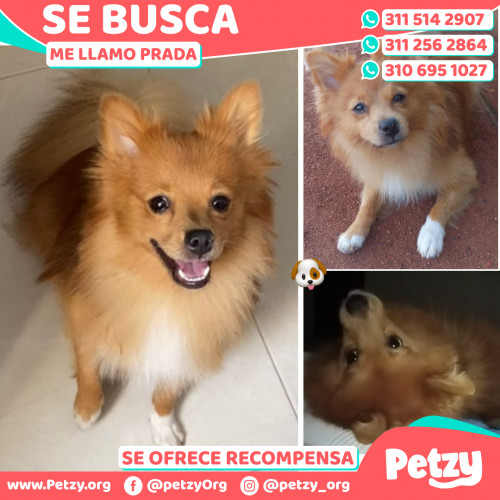 Foto de mascota Prada