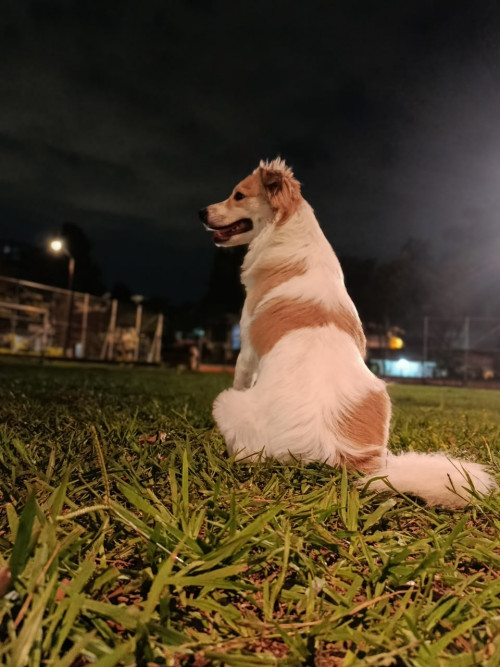 Princesa Violet