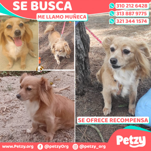 Foto de mascota Muñeca