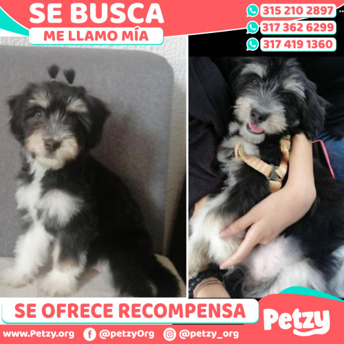 Foto de mascota Mía