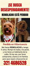 Foto de Remolacho en Villavicencio Meta #6