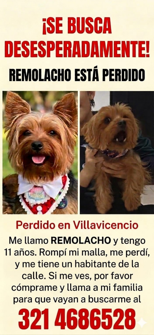 Remolacho