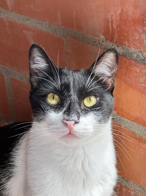 Panchito