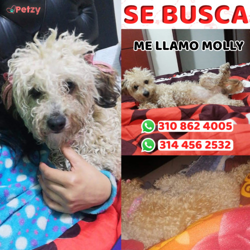 Foto de mascota Molly