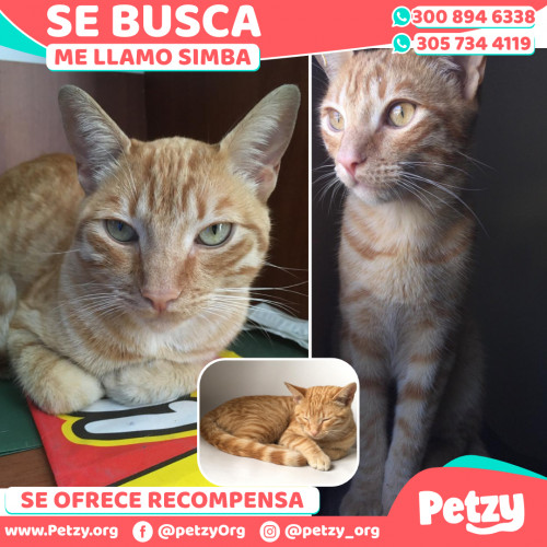 Foto de mascota Simba