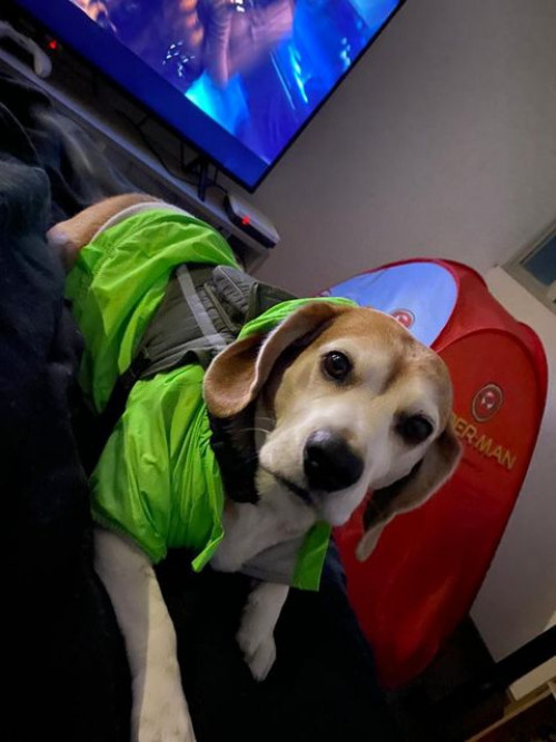 Doggy