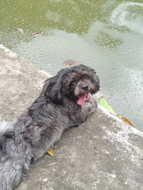 Muñeca
