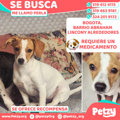 Foto de mascota Perla