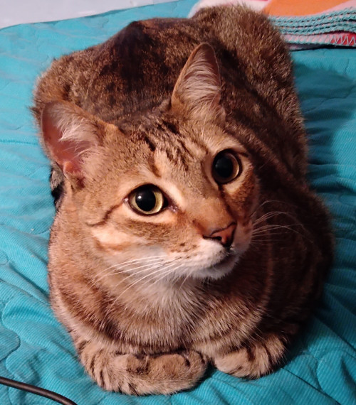 Benjamín