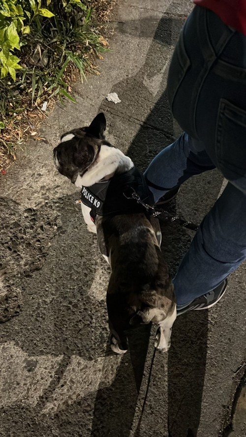 Oddie