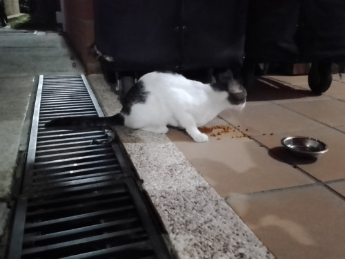 Michu