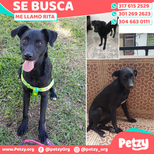 Foto de mascota Rita 