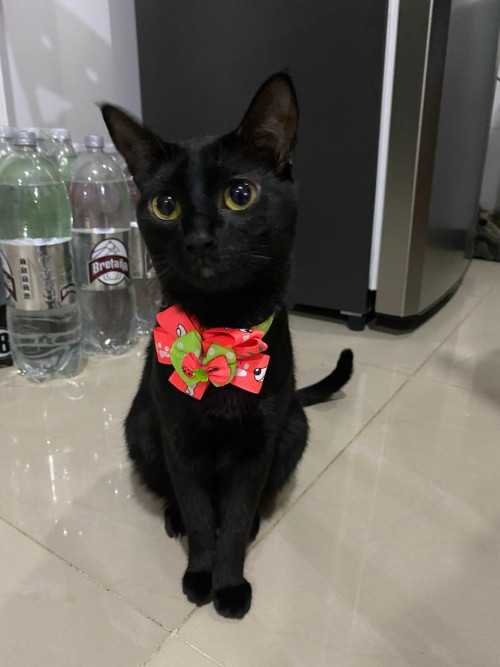 Chimuelita