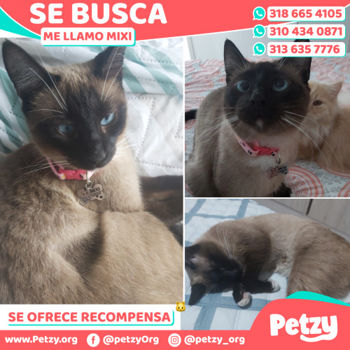 Foto de mascota Mixi