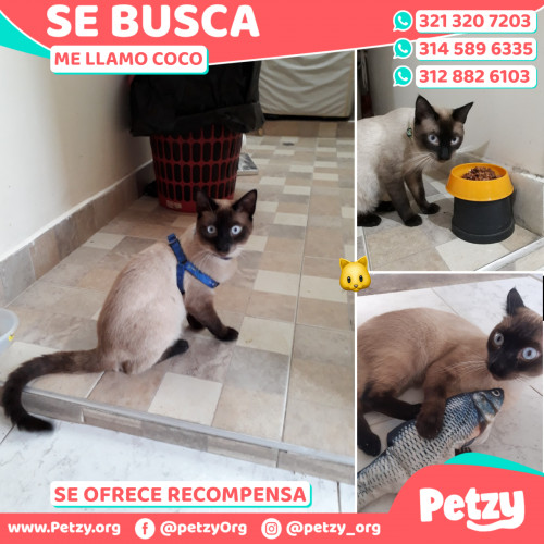 Foto de mascota Coco