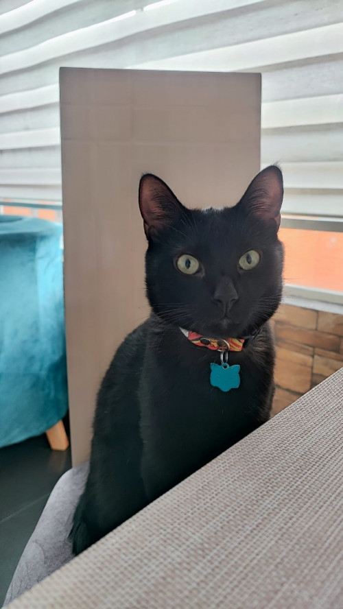 Tomás