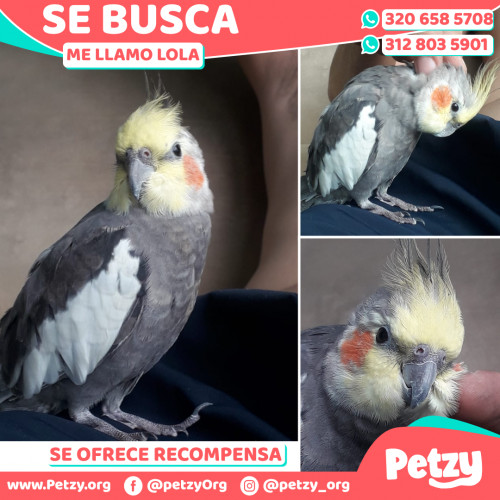 Foto de mascota Lola