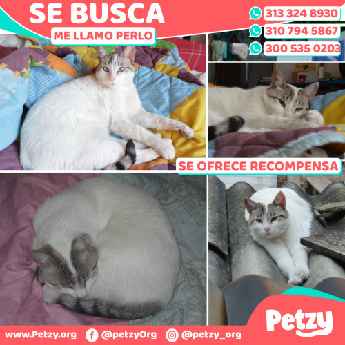 Foto de mascota Perlo