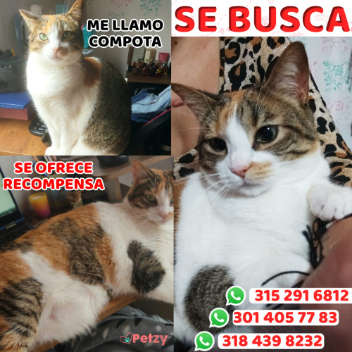 Foto de mascota Compota