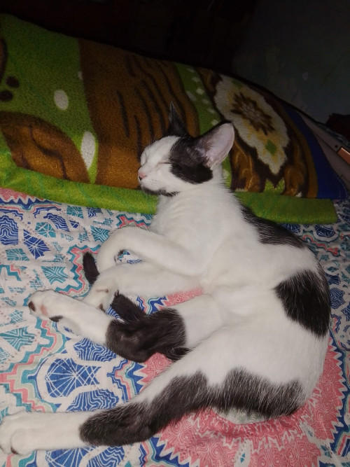 Fibi