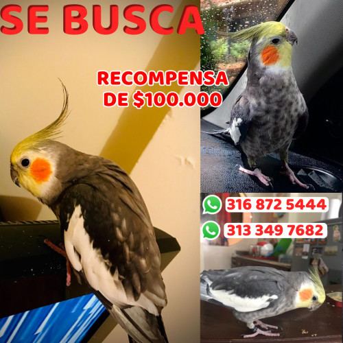 Foto de mascota Esta CacatÚa O Ninfa 