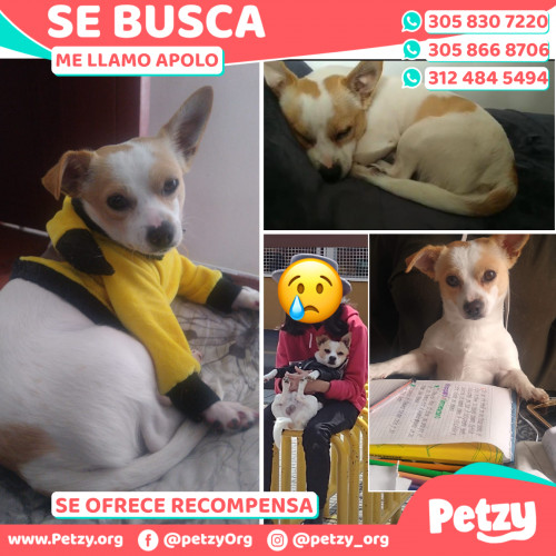 Foto de mascota Apolo