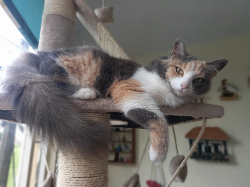 Mona (tini)