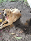 Foto de Almendra en La Dorada Caldas #1