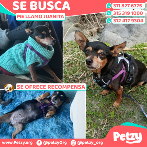 Foto de mascota Juanita