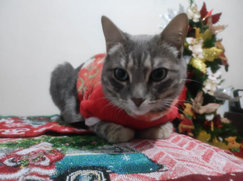Chiqui