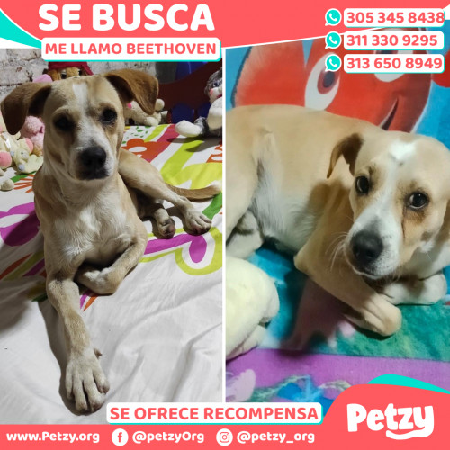 Foto de mascota Beethoven