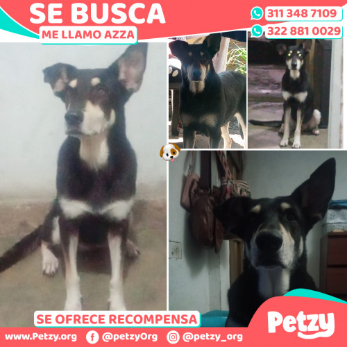 Foto de mascota Azza