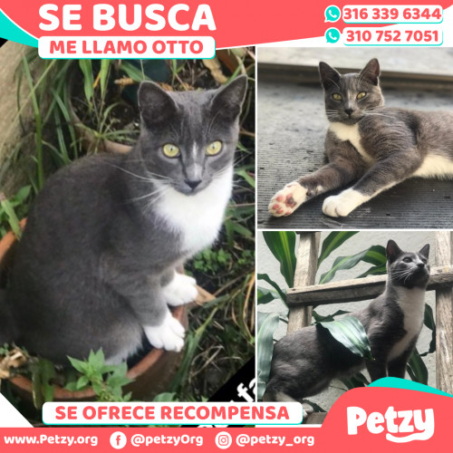 Foto de mascota Otto