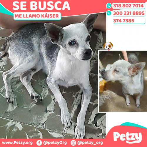 Foto de mascota Káiser 