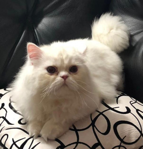 Lupito