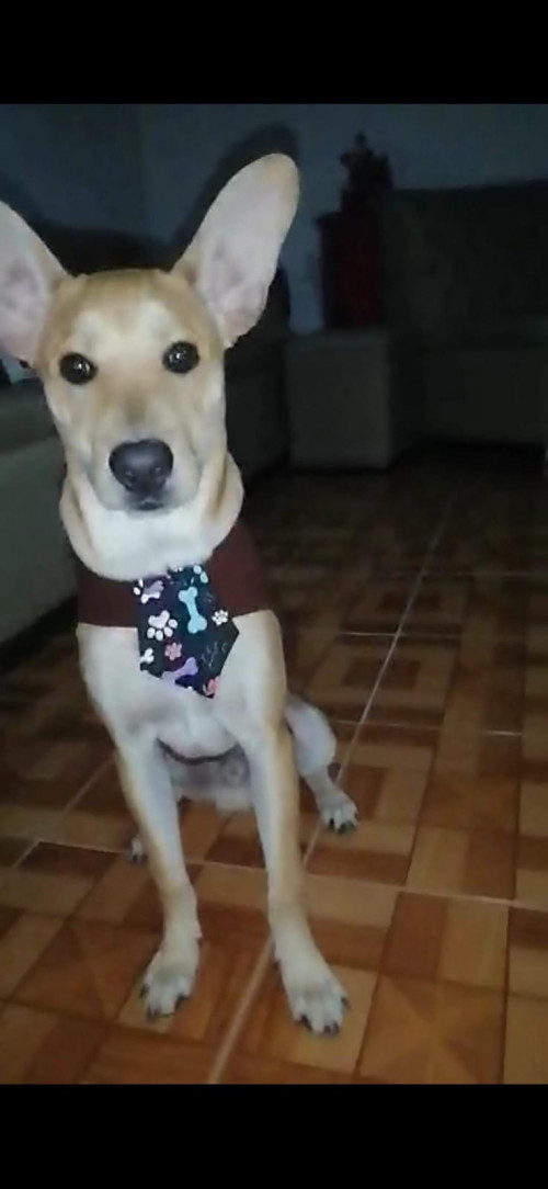 Bruno