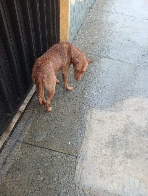 Canela