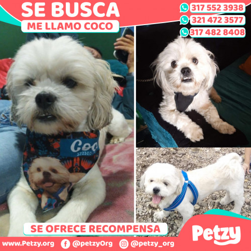 Foto de mascota Coco