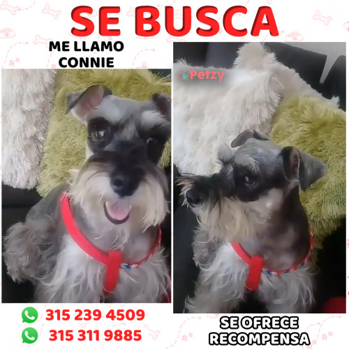 Foto de mascota Connie