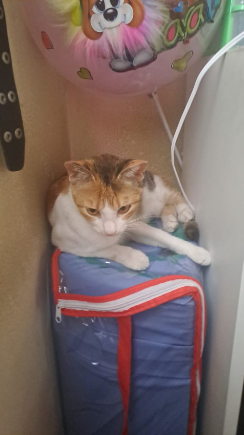 Nala