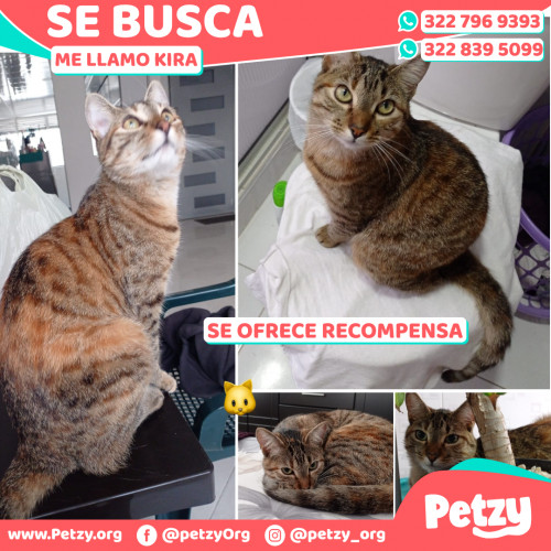 Foto de mascota Kira