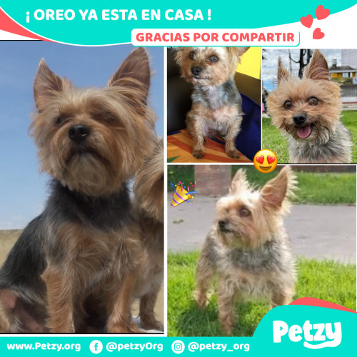 Foto de mascota Oreo