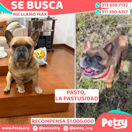Foto de mascota Max
