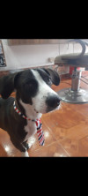 Foto de Tokio en Neiva Huila #0