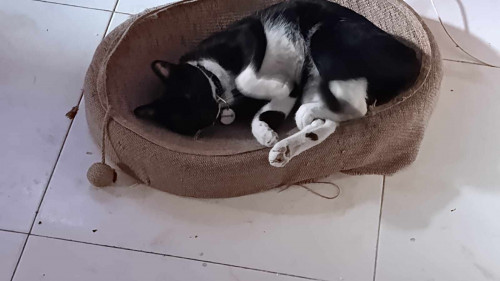 Chimuelo