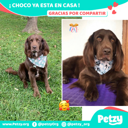 Foto de mascota Choco