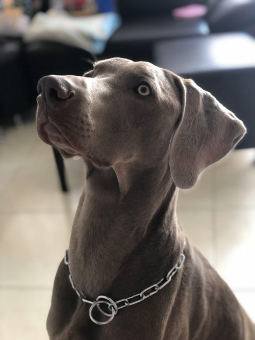 Sam