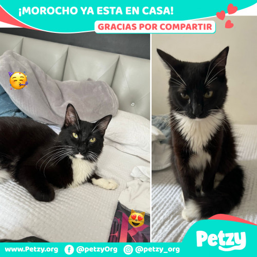 Foto de mascota Morocho