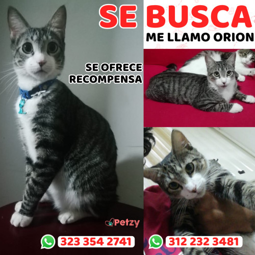 Foto de mascota Orion