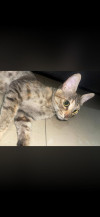 Foto de Nala en  Bogotá #1